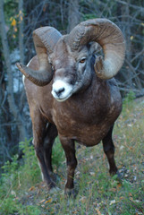 Bighorn Sheep (Ovis canadensis)