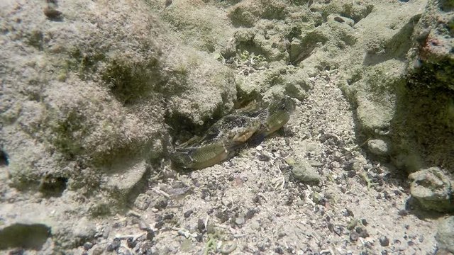 Florida keys underwater shot of blue crab hidden in the rocks and sand 