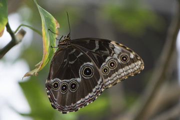 Butterfly 2017-28 / Butterfly hangs on a leaf.