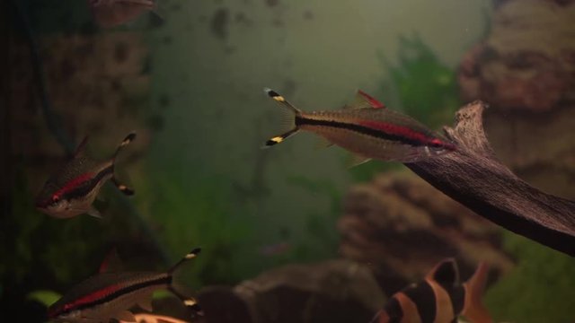 Aquarium colourfull fishes in dark deep blue water. aquarium fish. Zebra loach catfish Botia striata aquarium fish. Fish in aquarium- sea life