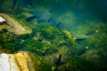 Bass Fish By The Lake Shore 