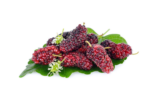ripe mulberry fruit with leaf on white background