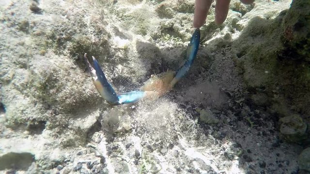 Poking at blue crab with hand hidden in the sand and rocks in the Florida Keys
