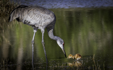 Mom Showing Colt How To Hunt 