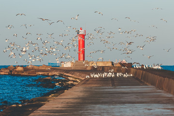 Seagulls against lighthouse