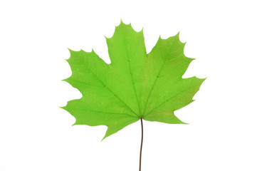 green maple leaf isolated on white background