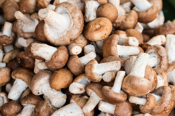 Shiitake mushroom