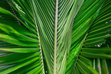 Naklejka na ściany i meble Close up of palm leaves. Background