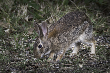 Bunny