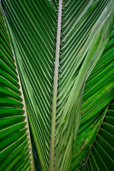 close up of palm tree leaves