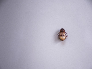 Scarab Sleep with Turning Face up