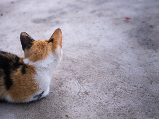 3 Colored Kitten crouching