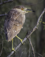 Little Green Heron