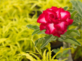 The Red White Azalea Flower
