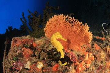 Yellow Thorny Seahorse on coral reef © Richard Carey
