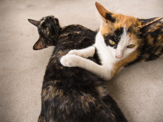 Three Colored Kitten Lying on The Belly of a Black