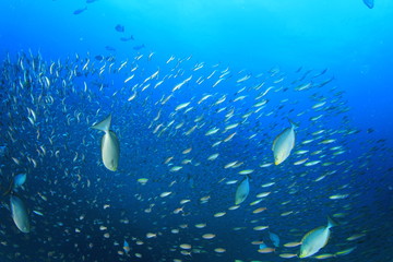 Obraz na płótnie Canvas Sardines fish in ocean