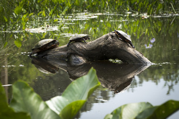 Three Turtles on a Log