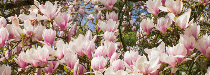 Blooming colorful magnolia flowers in sunny garden or park, springtime - obrazy, fototapety, plakaty