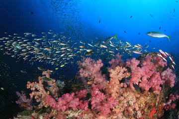 Naklejka na ściany i meble Underwater coral reef in ocean