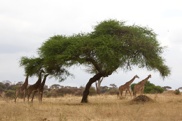 A Group of Giraffes Eat Acacia Tree