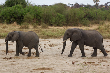 Fototapeta premium A Pair of African Elephants in Tanzania