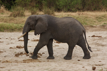 An Adult African Elephant in Tarangire National Park