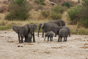 A Herd of Elephants by the Tarangire River