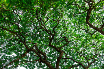 Background of nature