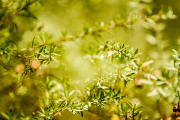 fresh leaves background, trees in forest or park