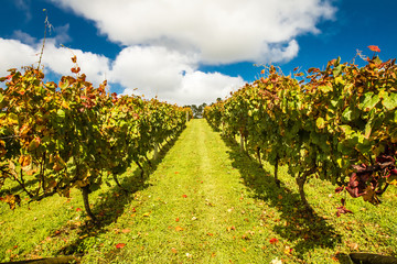 vineyards in autumn, winery, grapes growing