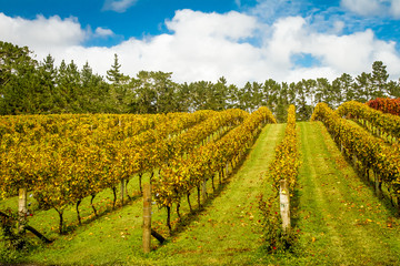 Obraz premium vineyards in autumn, winery, grapes growing