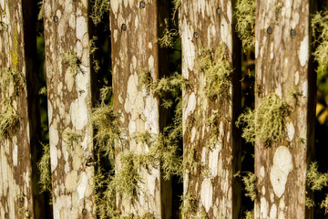 abstract wooden pattern fence contruction on natural background