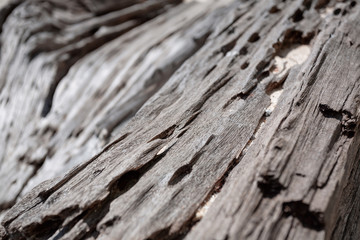 old tree wooden texture close up