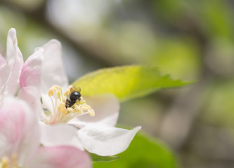 Orchard Mason Bee (Osmia lignaria) feeding on and pollinating an apple blossom
