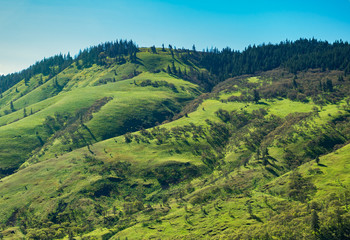 Plakat Spring green hillside in Oregon's Columbia River Gorge