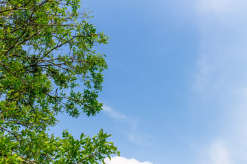 Background of nature