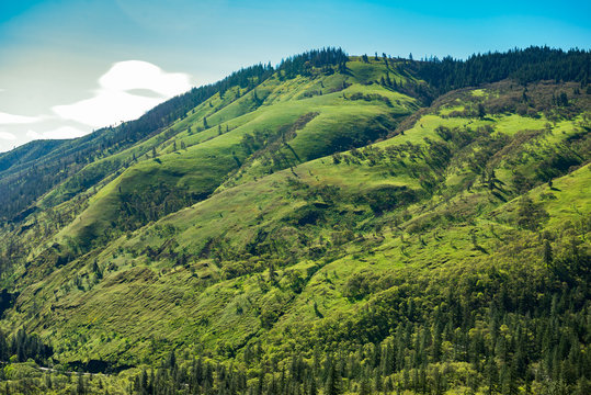 Spring green hillside in Oregon's Columbia River Gorge