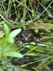 Frog Bitten by Mosquito