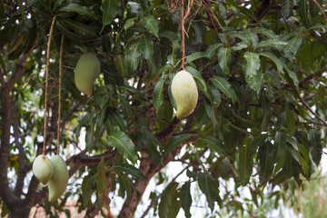 The Mango fruit sour