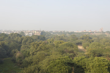 jungle in Delhi