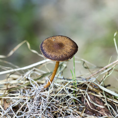 Mushroom Strobilurus stick ( lat: Strobilurus tenacellus )