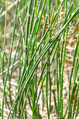 Plant Horsetail wintering ( lat. Equisetum hyemale )