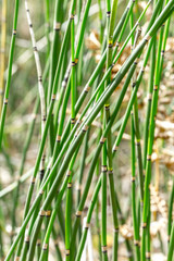 Plant Horsetail wintering ( lat. Equisetum hyemale )