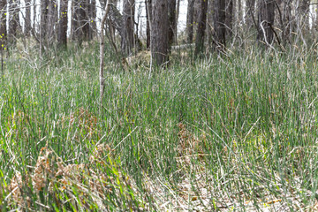Plant Horsetail wintering ( lat. Equisetum hyemale )