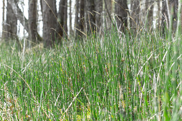 Plant Horsetail wintering ( lat. Equisetum hyemale )