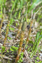 Plant Horsetail or common Horsetail ( lat. Equisetum arvense )