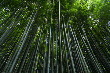 Japan bamboo forest
