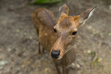 Close up of deer