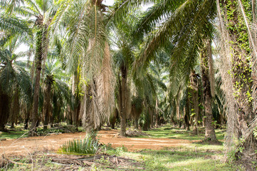 Mature palms in agricultural farm